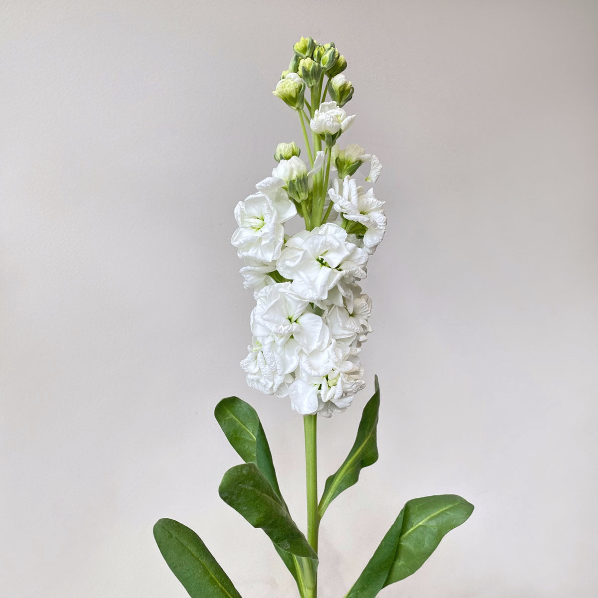 Scented White Stock | British Matthiola Flowers Delivery – LÖV Flowers