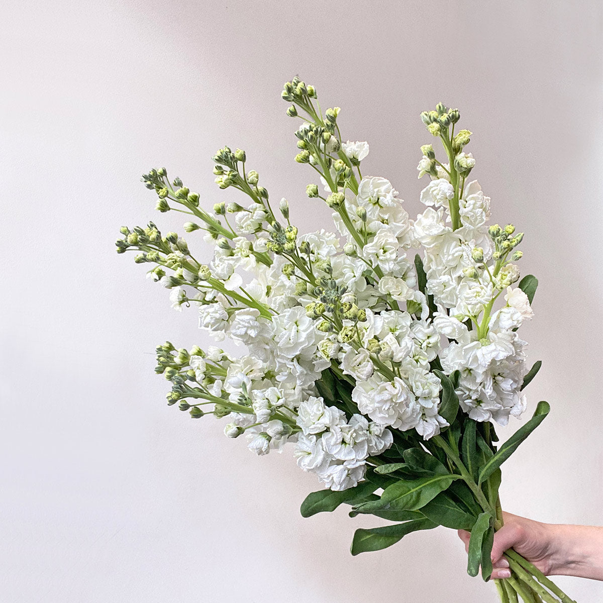 Scented White Stock | British Matthiola Flowers Delivery – LÖV Flowers