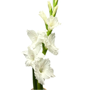 British Gladioli Grower Box – 100 Stems