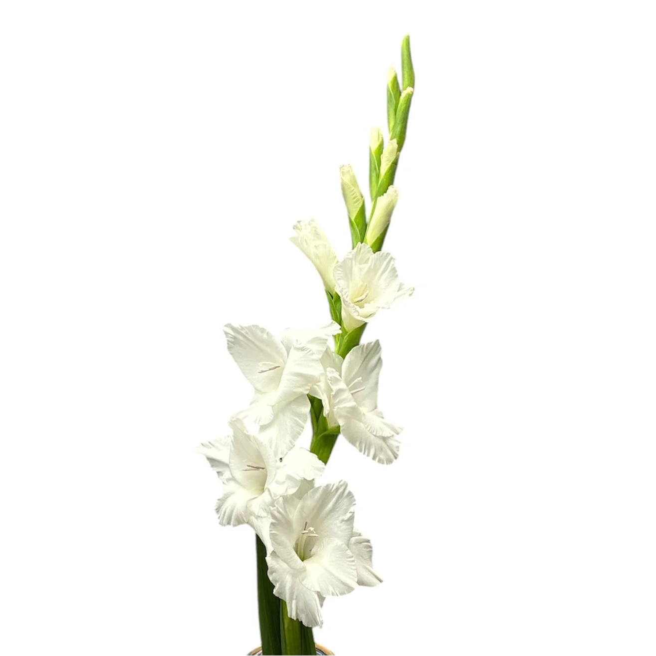 White Gladioli – British Grown | 75cm