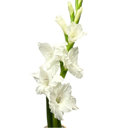 White Gladioli – British Grown | 75cm