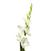 White Gladioli – British Grown | 75cm