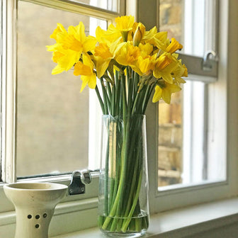 Yellow Daffodils Narcissus Delivery UK
