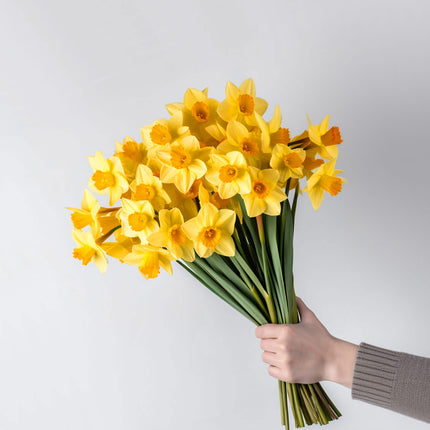 British Daffodils Free Next Day Delivery UK