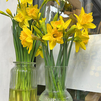 Yellow Daffodils Narcissus Delivery UK