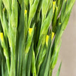 Yellow Gladioli – British Grown | 75cm