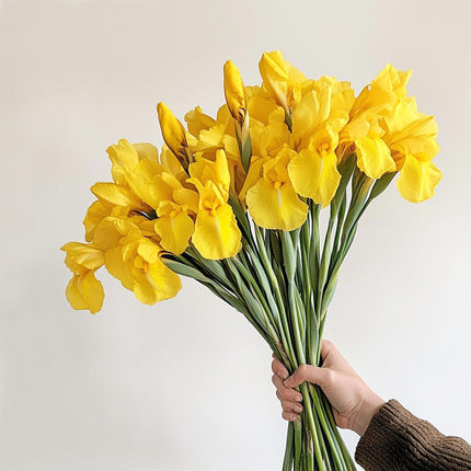 Yellow Iris British Spring Summer Flower Bouquet