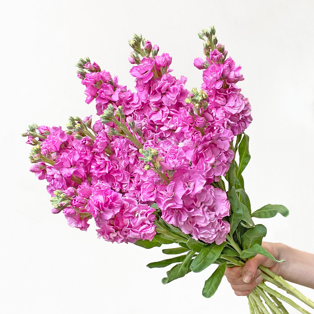 Hot Pink Stock Flower