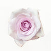 Light purple lavender lilac rose 'Bounty Way'